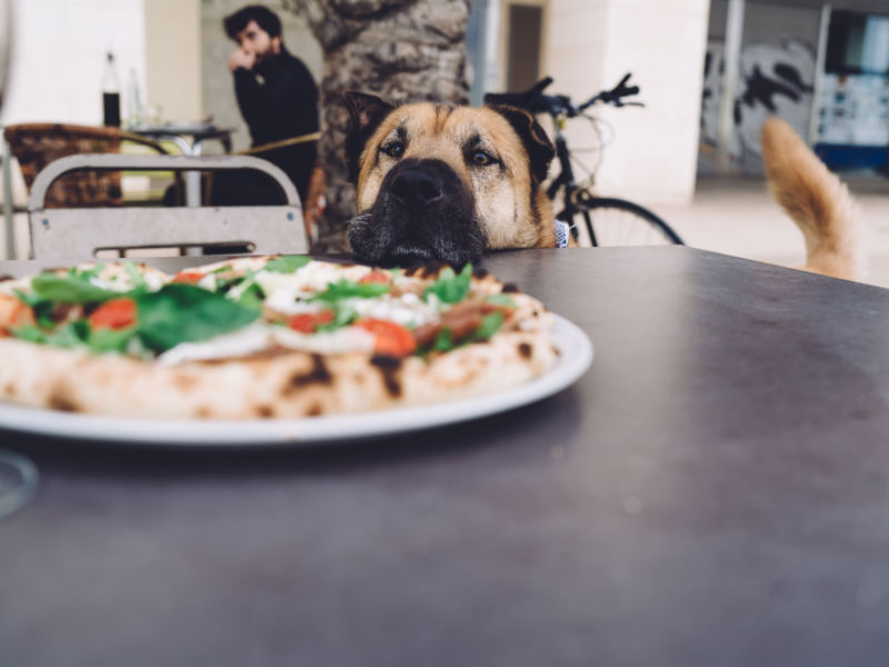 hond die naar pizza kijkt die met het hoofd op tafel zit
