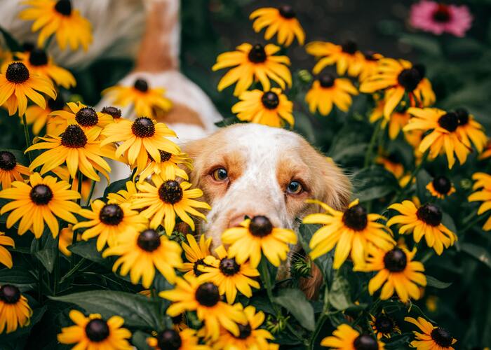 Dog Springtime Checklist in de tuin