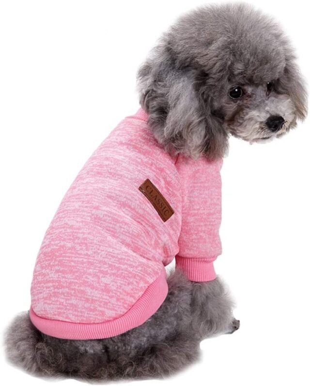 Hond in roze trui