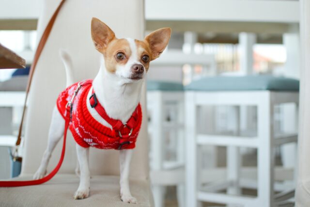 Chihuahua draagt trui