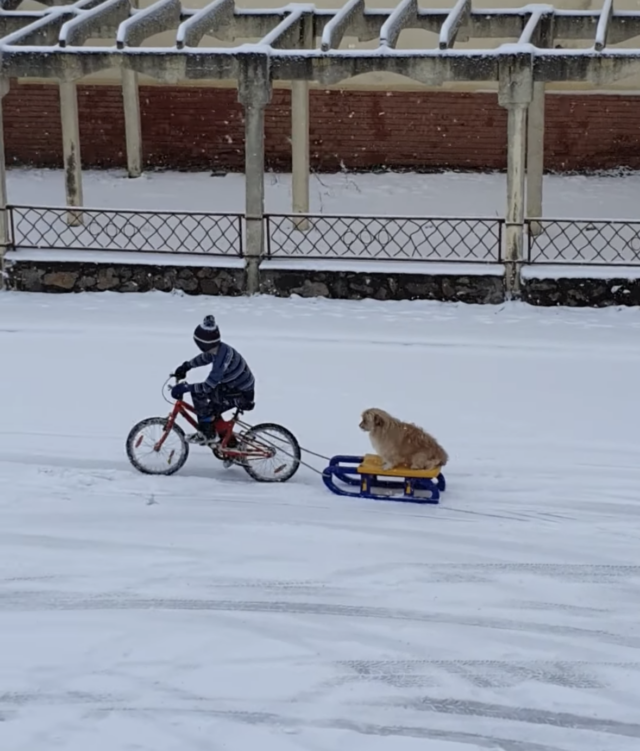 Jongen fietsen met hond op slee