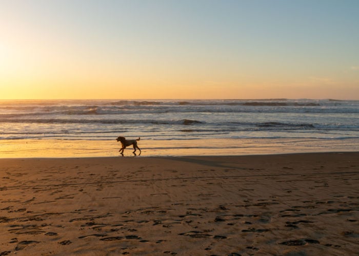 Fort Funston hondvriendelijk strand in Amerika