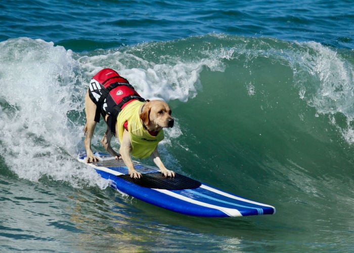 dog surfing bij Huntington Beach california