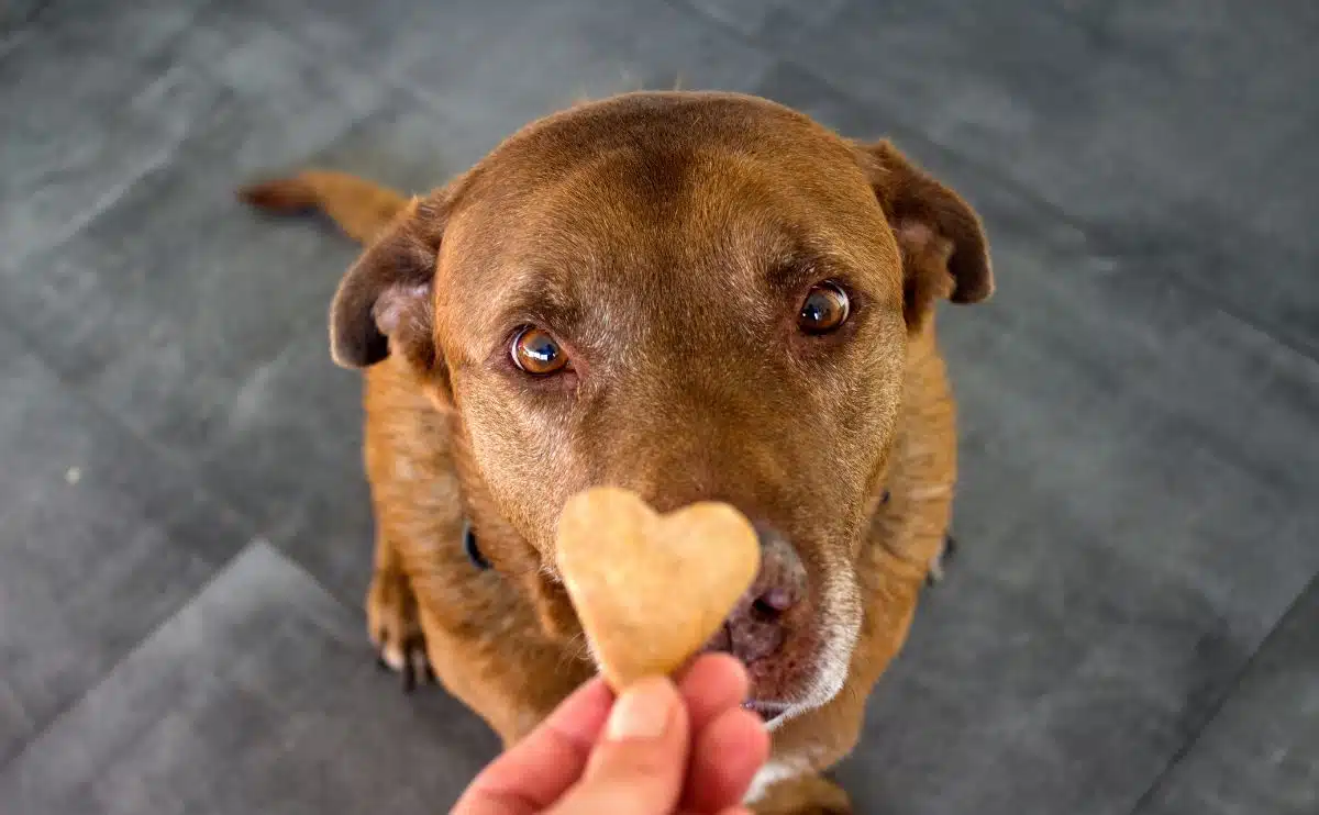 hondenoppas met hypoallergene hondentraktatie in de vorm van een hart