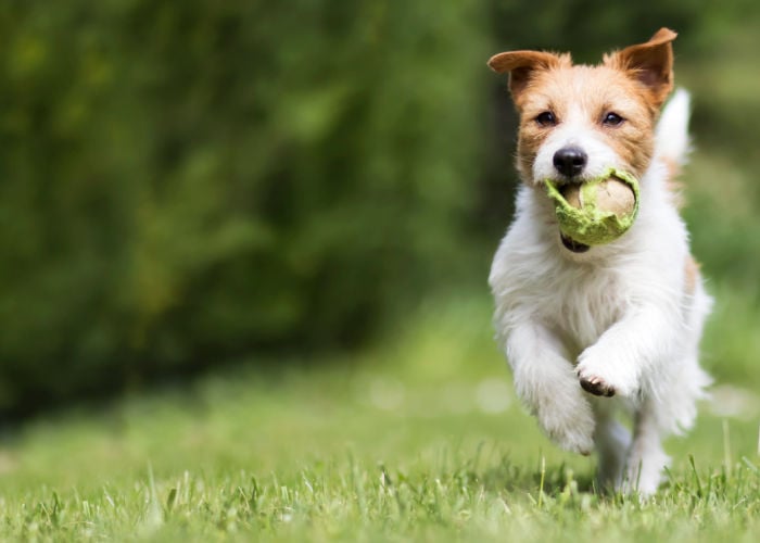 Voorjaarsactiviteiten voor honden die catch spelen