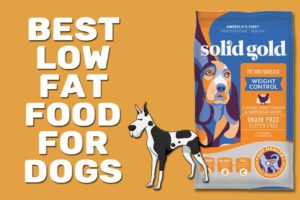 Beste vetarme voeding voor honden