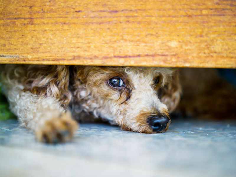 hond verstopt zich onder het bed vanwege onweersgeluiden