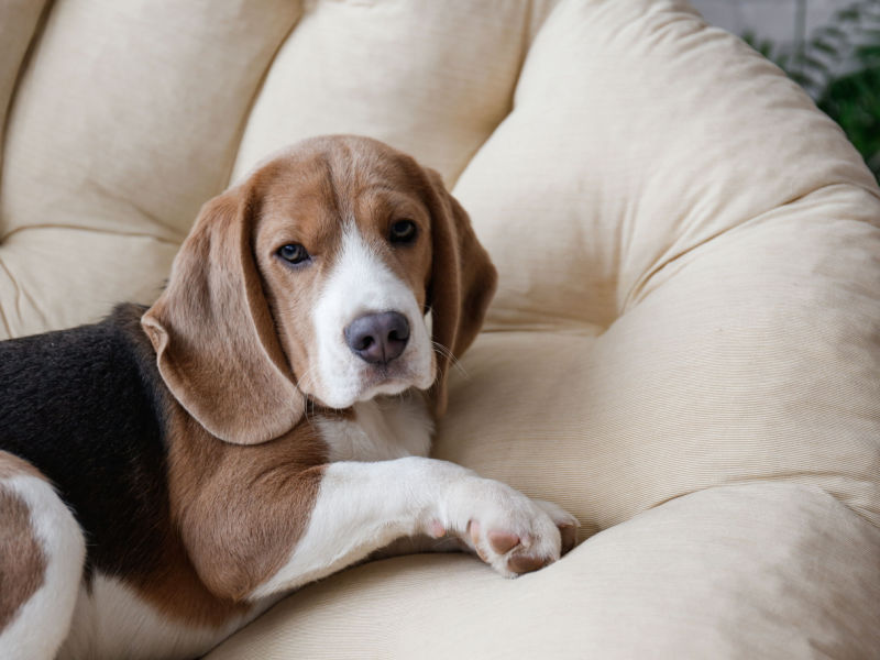 beagle liggend op de bank