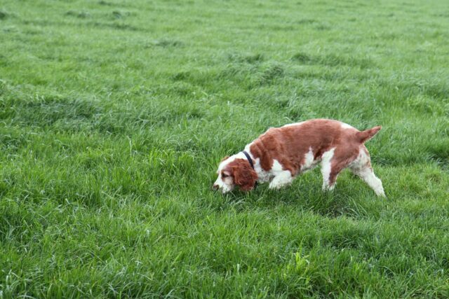 Hond zoekt gras