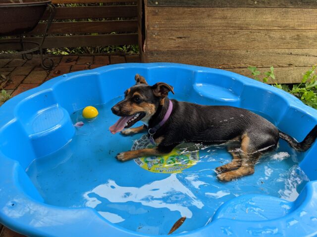 Hond rustend in plastic zwembad