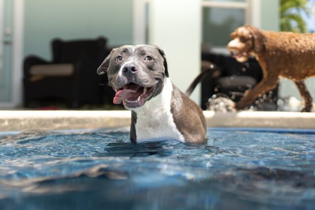 Honden die in het zwembad spelen