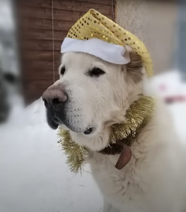 Hond met sprankelende hoed