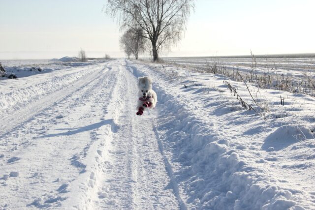 Hond met laarzen die in de sneeuw lopen