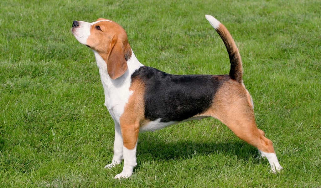 Beagle Breed Profiel