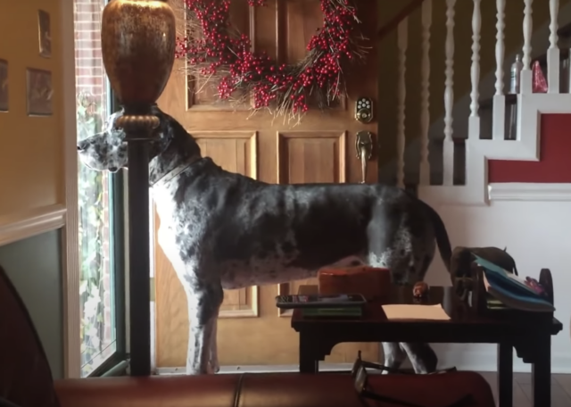 Duitse Dog kijkt uit voordeur