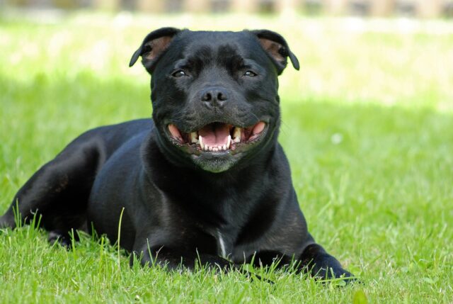 Staffordshire Bull Terrier eet beste hondenvoer topper
