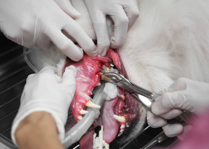 Hondentandextractie operatie
