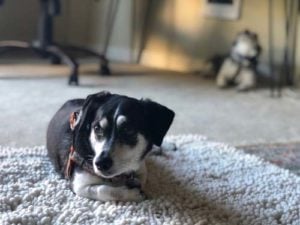 Vloerbedekking en vloeren voor oude honden