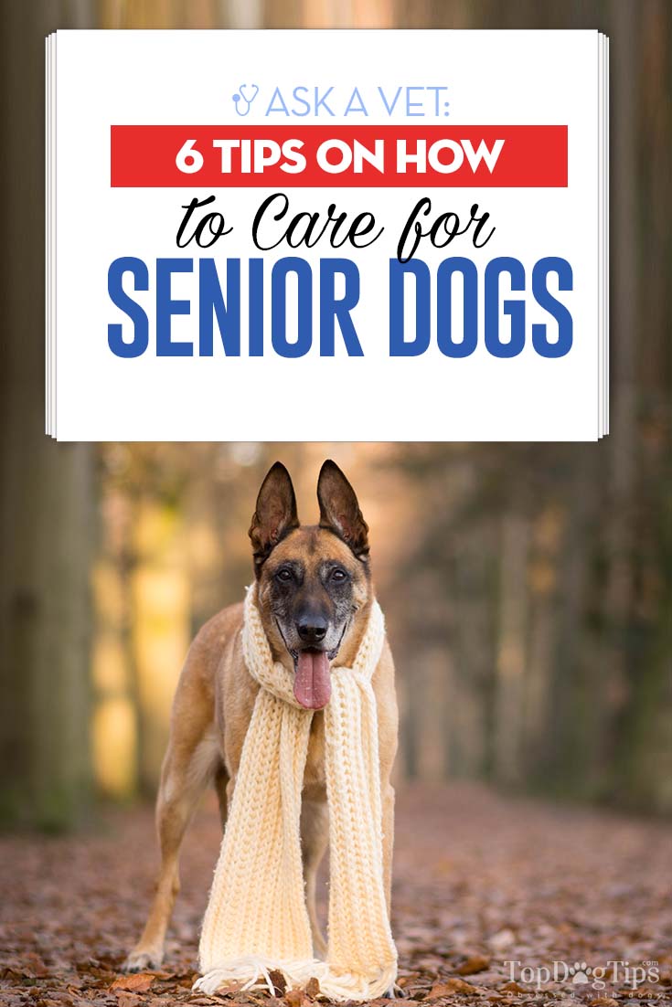 Top 6 dierenartstips voor het verzorgen van oudere honden
