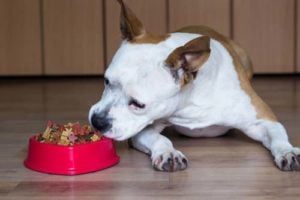 Voedingscondities voor oudere honden