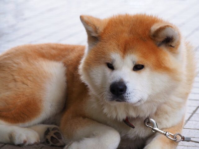 beste hondenhek voor Akita's 