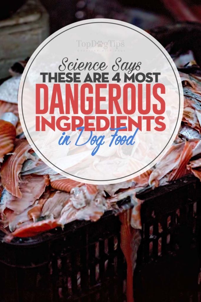 De gevaarlijkste ingrediënten in hondenvoer (ondersteund door de wetenschap)