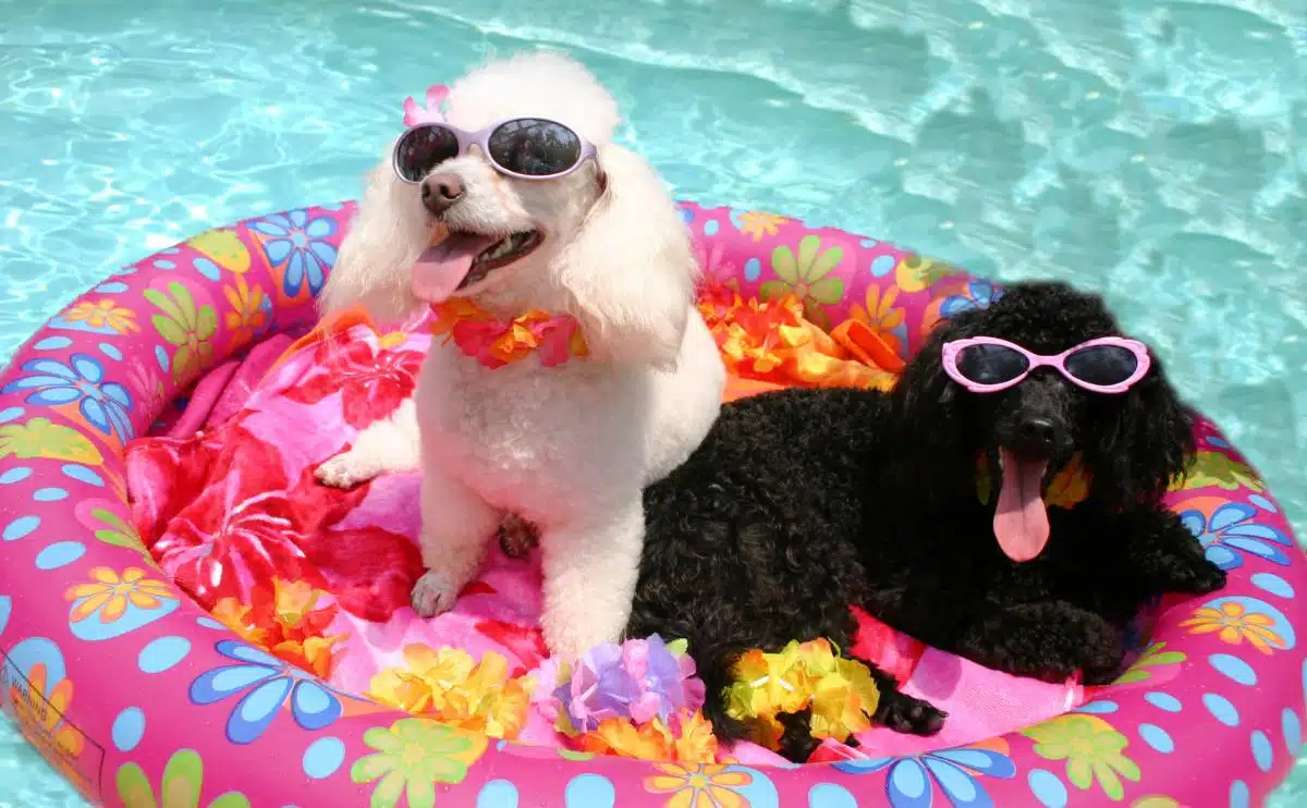 twee kleine honden die op een roze floaty in het zwembad zitten met een zonnebril op