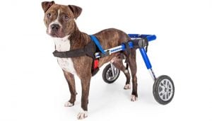 Het doel van hondenrolstoel voor achterpoten