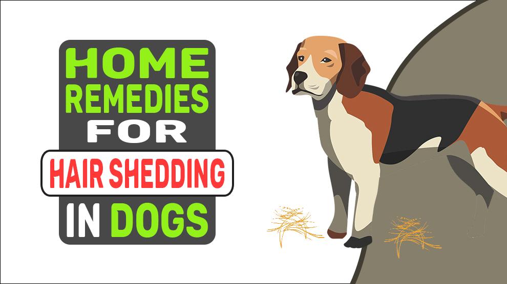 Home Remedies voor haaruitval bij honden