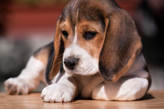 Beste puppyhondenvoer voor Beagles