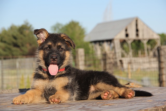 Beste puppyhondenvoer voor Duitse herders