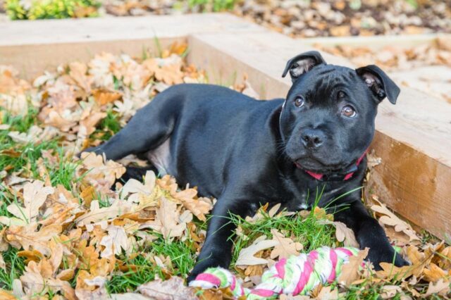 9 Beste puppyhondenvoer voor Staffordshire Bull Terriers