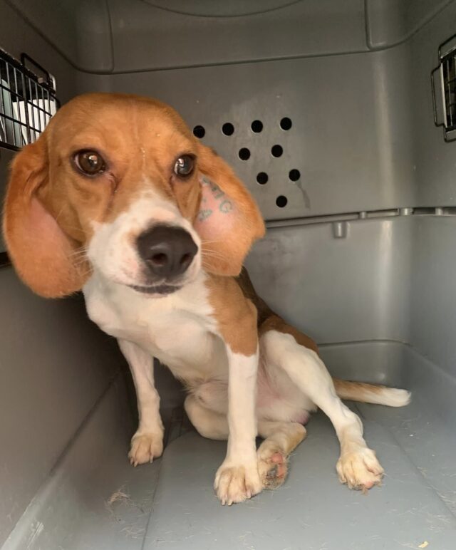 Beagle gered uit lab
