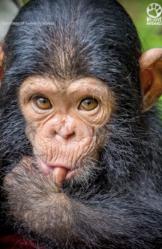 Babychimpansee die zijn moeder zag neerschieten, gooit zichzelf in de armen van de redder