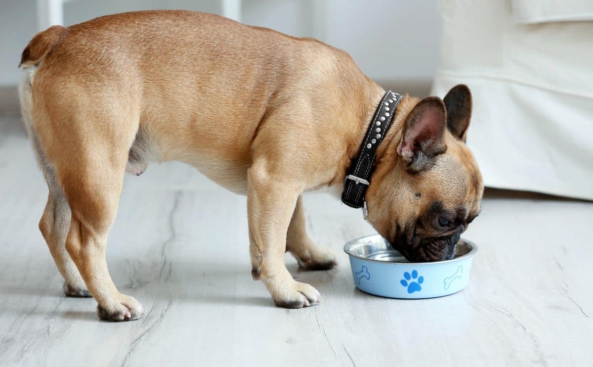 Franse bulldog die uit een hondenbak op de grond eet