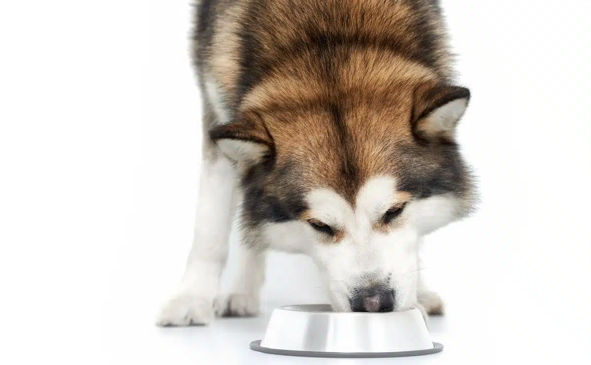 Husky hond eten uit een roestvrijstalen kom op de grond met een witte achtergrond