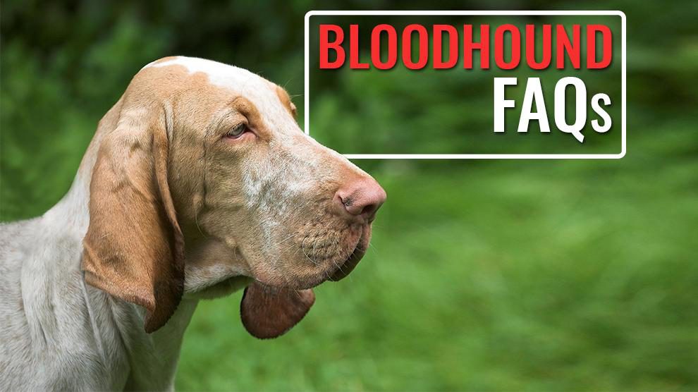 Bloodhound Veelgestelde vragen