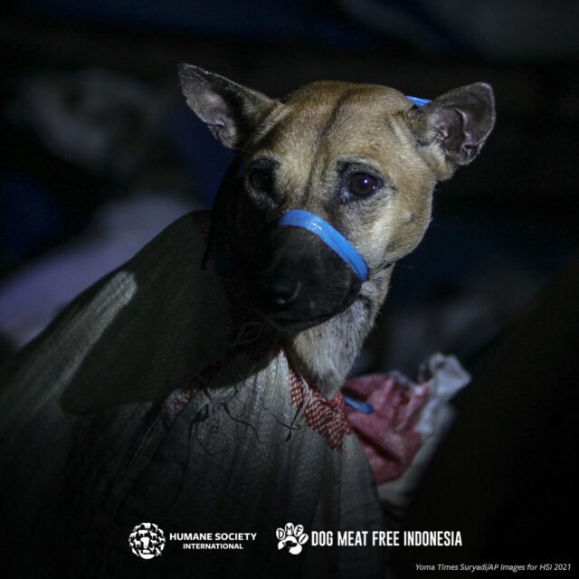 Handel in hondenvlees Indonesië