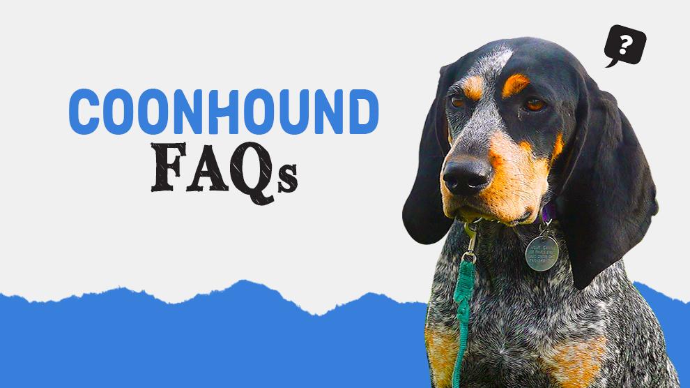 Coonhound Veelgestelde vragen