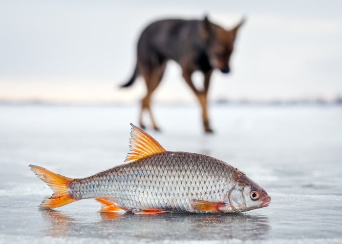 Is vis veilig voor honden?