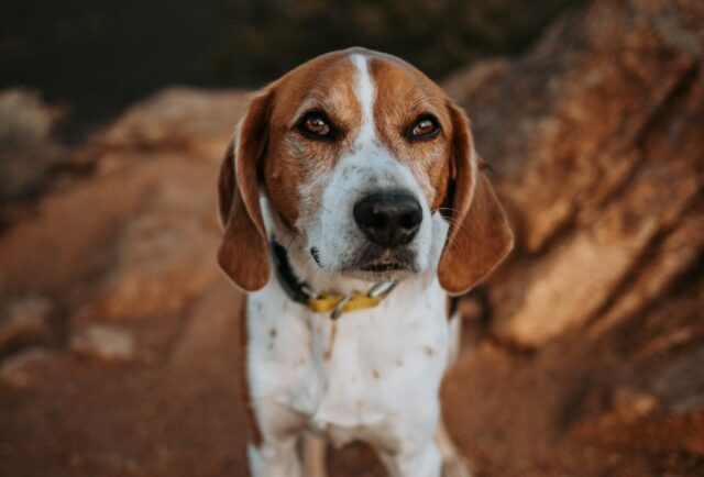 de beste hondenvoertopper voor Amerikaans-Engelse Coonhounds