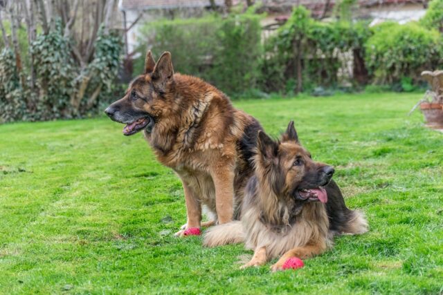de beste hondenvoertopper voor Duitse herders