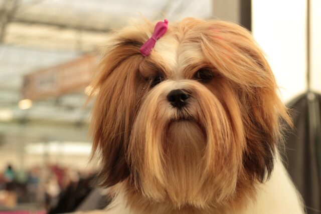 de beste hondenvoertopper voor Lhasa Apso's