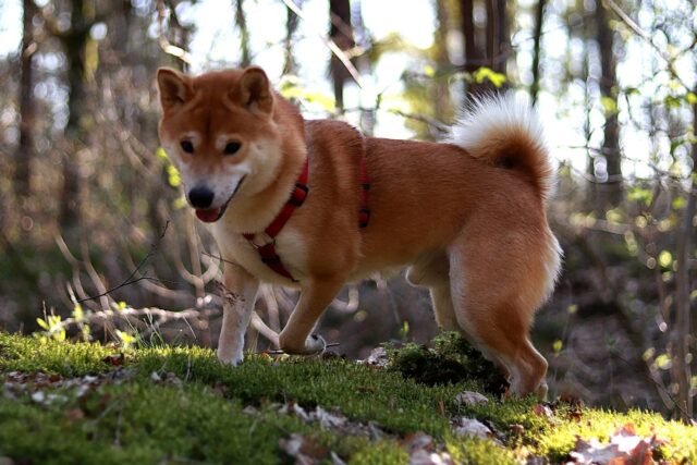 de beste hondenvoertopper voor Shiba Inus