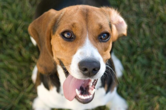 beste hondenvoer voor beagles