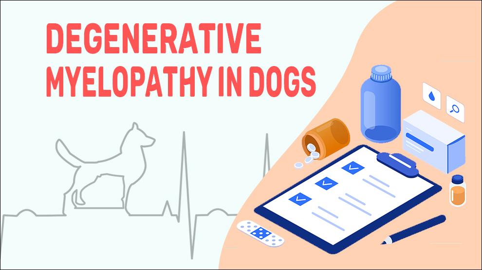 Degeneratieve myelopathie bij honden