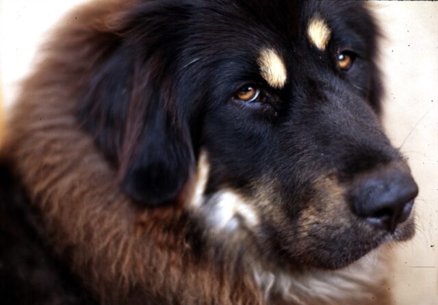 Tibetaanse Mastiff close-up