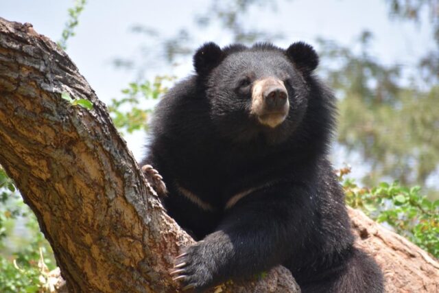 Aziatische zwarte beer in het wild
