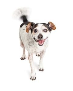 Behandeling van happy tail syndroom bij honden