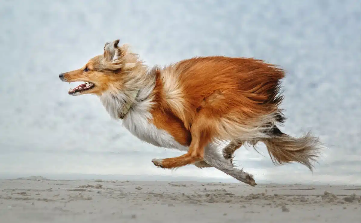 hond die snel op het zand rent